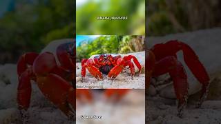 Christmas Island Crab| The Spectacular Migration