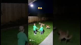Belgian Malinois protects his family from two coyotes! 😳😮 #dogshorts #dog #protect ￼#sora