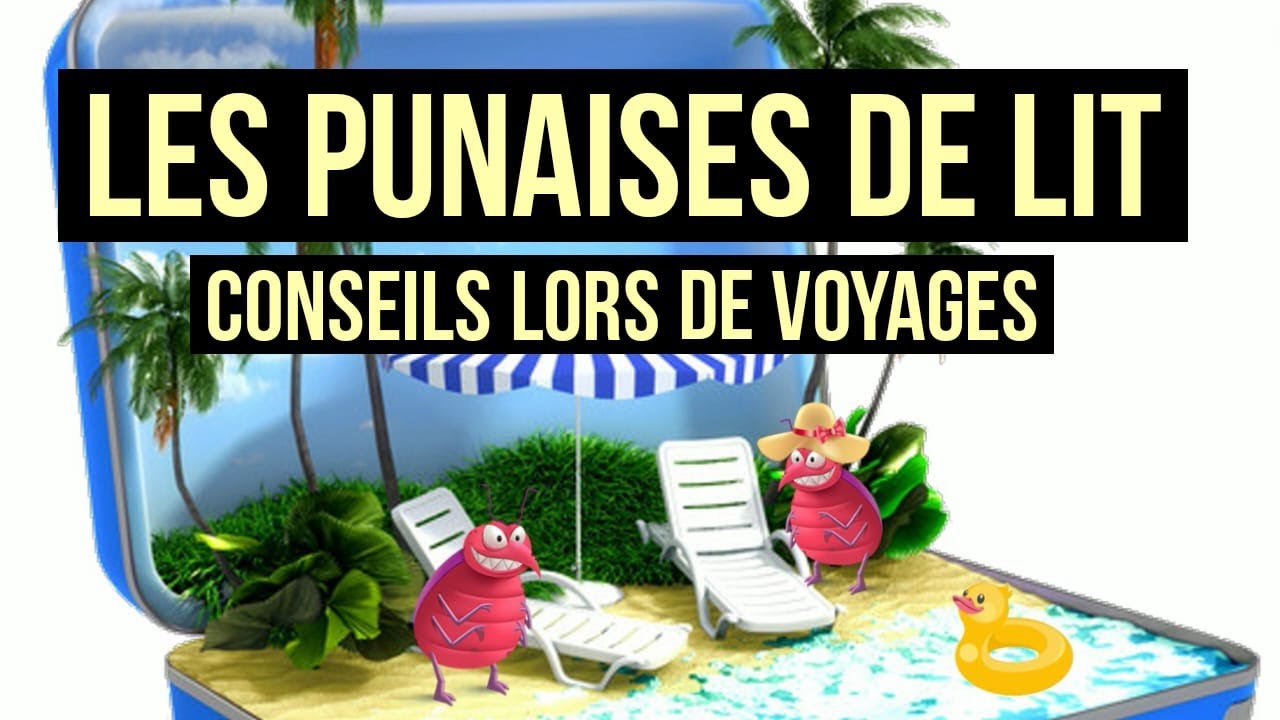 Punaises de lit : onze conseils pour se protéger (et pour vous en  débarrasser)