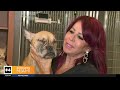 How's Miracle the French bulldog doing?