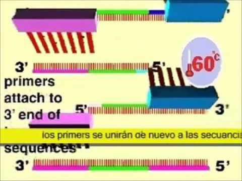 Vídeo: Susceptibilidad Diferencial De Las Reacciones De PCR A Los Inhibidores: Un Fenómeno Importante Y No Reconocido