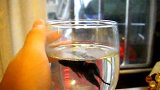 KungFu Fish