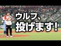 【3度目の正直】ついにベルーナドームでセレモニアルピッチに挑む!!!