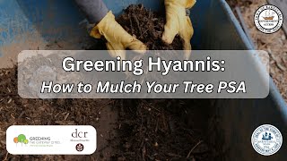 Greening Hyannis - How to Mulch Your Trees PSA