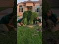 “Plant Turns Into Elephant 🐘 | AI Transformation Magic #short  #animals #shortsfeed #shortsviral