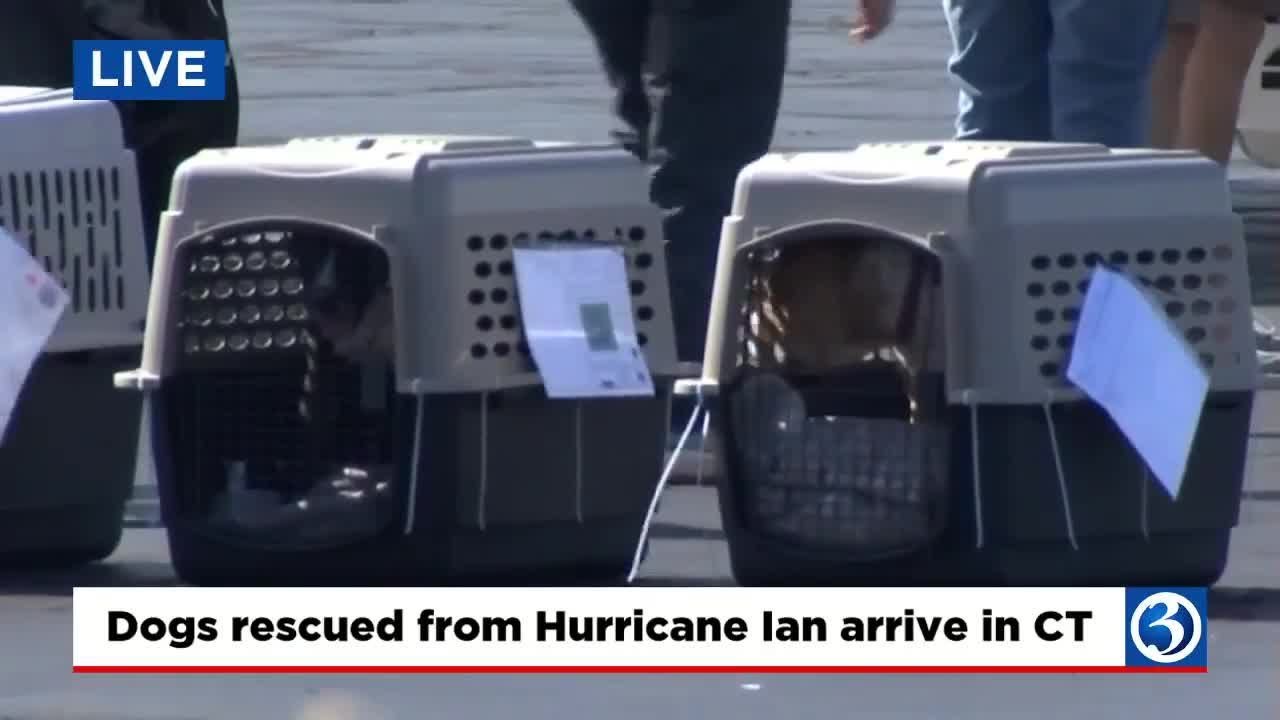 Hurricane Ian dogs arrive in CT - YouTube