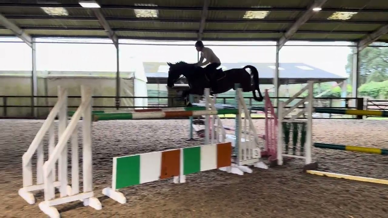 Napoleon | 2018 gelding by Arezzo