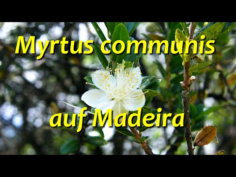 Myrtus communis auf