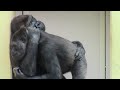 シャバーニ家族 826  Shabani family gorilla