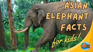 #animalfactsforkids Asian Elephant Facts for Kids