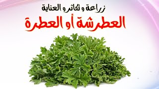 زراعة و تكاثر نبات العطرة، عطرشة، طريقة العناية و النقل لحوض أكبر. Pelargonium graveolens