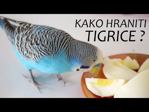 Kako hraniti Tigrice ili Papigice?