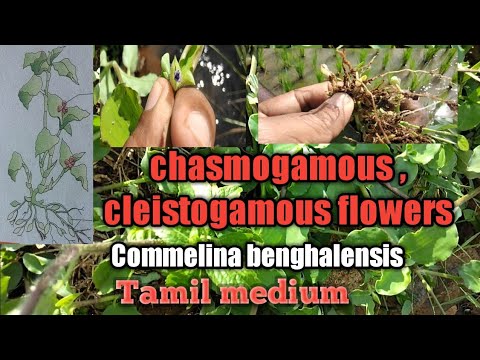 Video: Razlika Med Chasmogamous In Cleistogamous