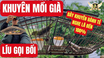 Khuyên MỒI GIÀ Líu Gọi Bổi - Bẫy Bánh Tẻ Mùa 2025 - Merangsang Nyanyian Burung - Pleci Bird |KTB