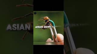 Is Giant Hornet Dangerous#shorts #facts