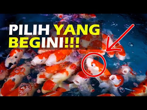 Video: Bagaimana Memilih Ikan Akuarium