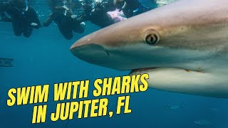 Cageless Shark Diving In Jupiter, FL ~ One Exciting Excursion