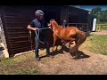 18 year old pony can be dangerous and kick out! Full video!!