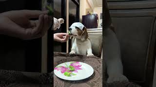 Owner Tricking Dog to Eat Broccoli with Smell of Chicken