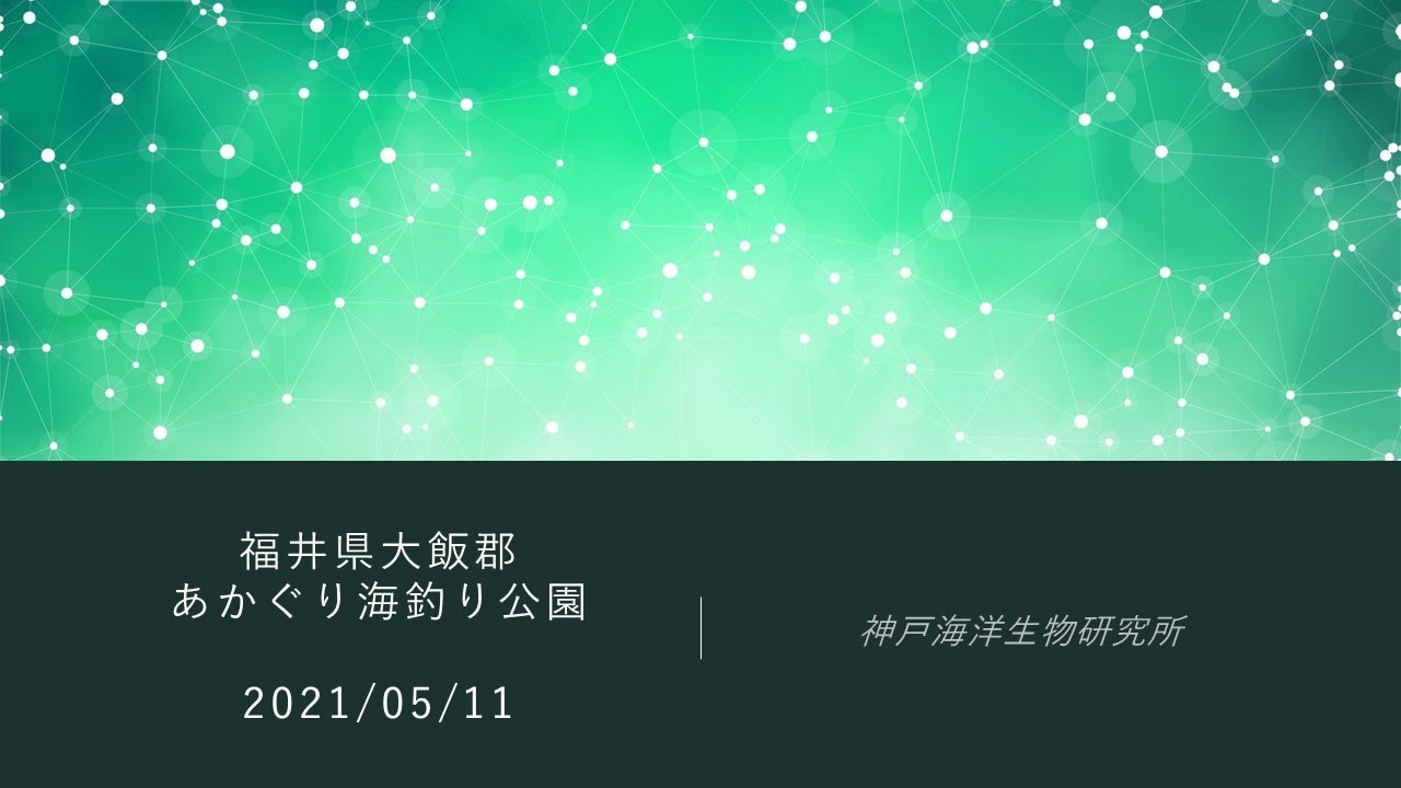 海洋生物調査 福井県大飯郡 あかぐり海釣り公園 Youtube