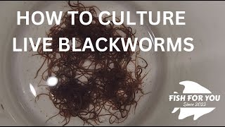 Culture Live Blackworms for Under $25