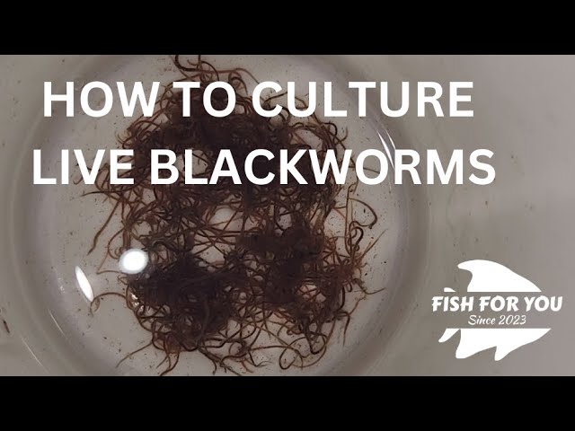 How to Culture Blackworms (Black worms) - Aquarium Tidings