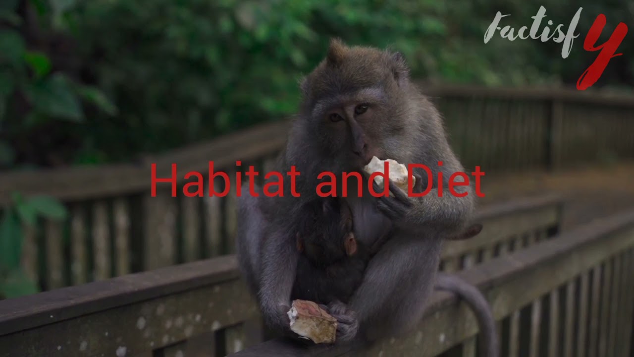 Interesting Facts You Should Know About Woolly Monkey