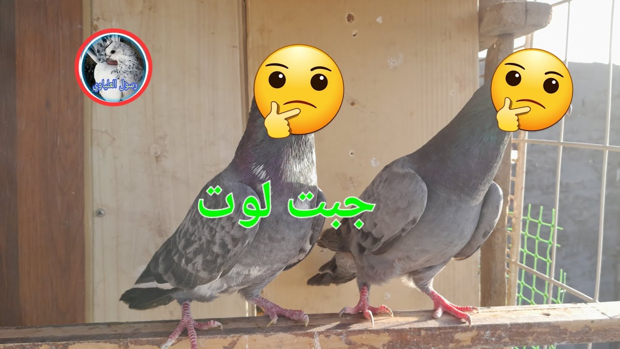 جبت لوت+اكو ضياع (جبت بيتنجاني) - YouTube
