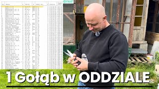 Czy to jest przyszły MISTRZ POLSKI❓🤔 KOMÓR TEAM WYGRYWA LOT 🤩🔥 ponad 30 KONKURSÓW na 58 gołębi 🤯🔥