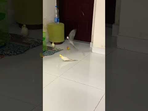 Third Eye or Just Heart’s Instinct? 👀🔥 #linhchihihi #messyclassroom #schoolcrush #schooldrama