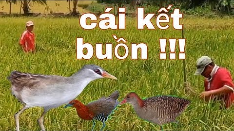 Cách bẫy chim quốc- chằng nghịch-mắt xéo mới nhất chỉ có ở miền Tây @Ngã Bảy QTTV