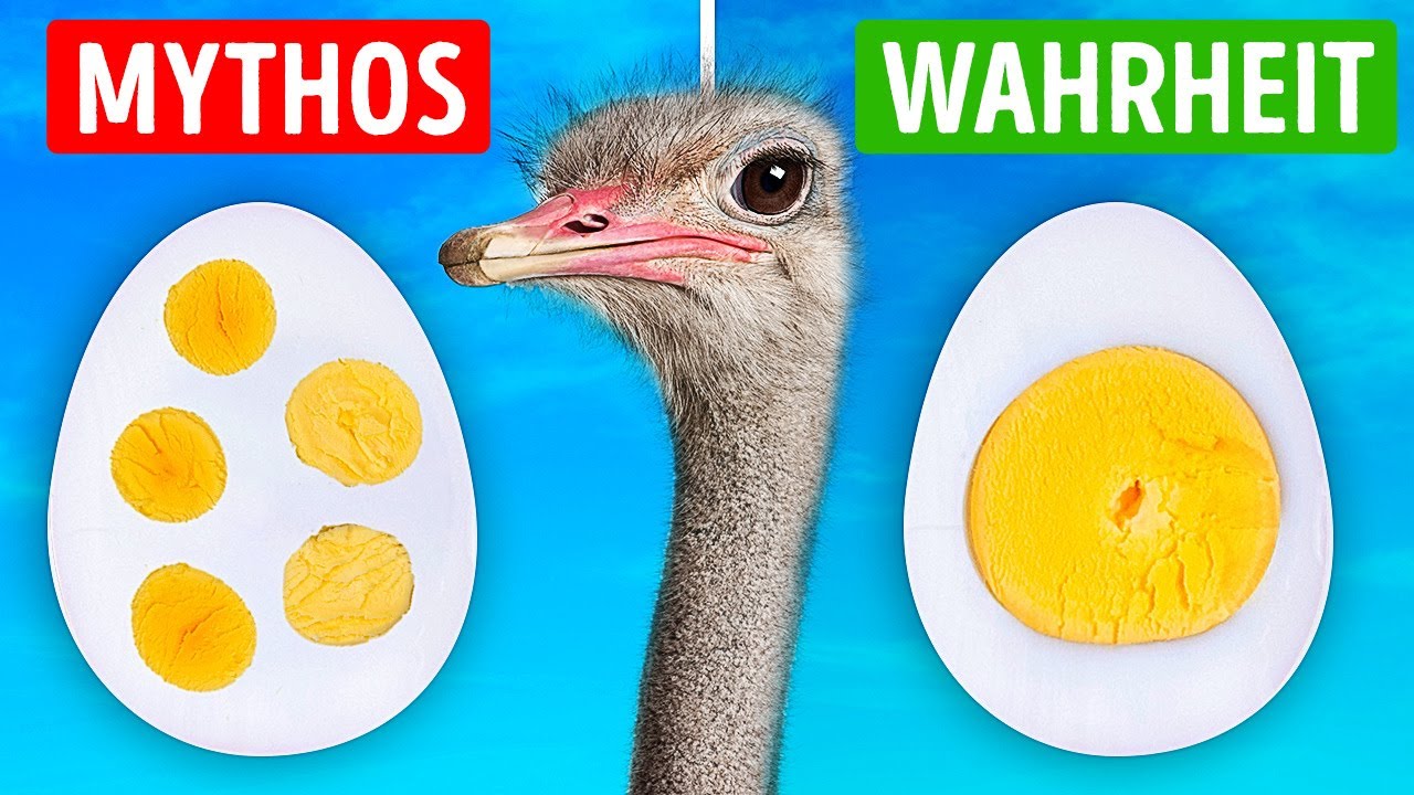 26 Wahr-oder-Falsch-Fragen, um dein Gehirn zu wecken