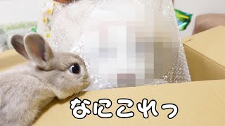 視聴者さんからの贈り物にまぎれて、何やらこーわいものが出てきました…【うさぎ】