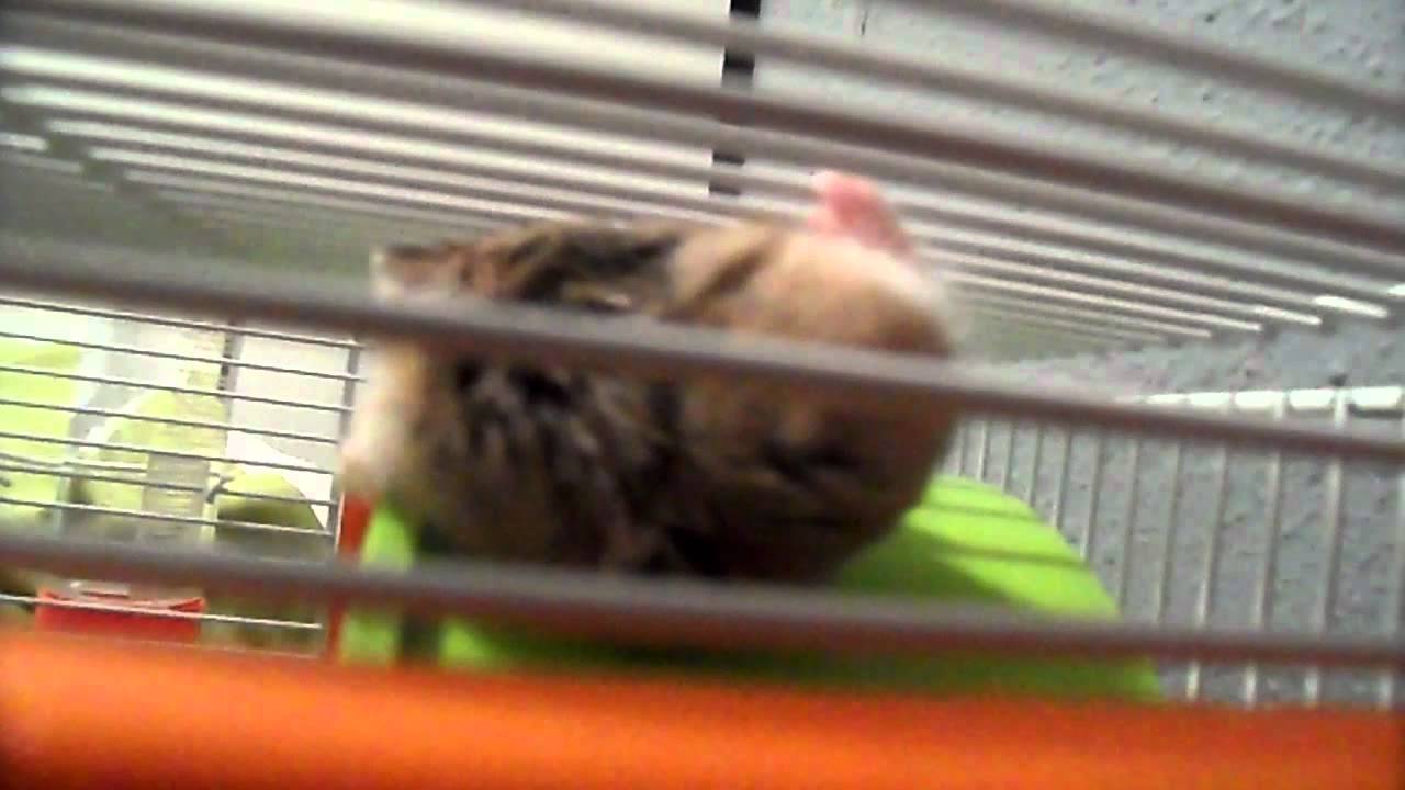 spider hamster YouTube