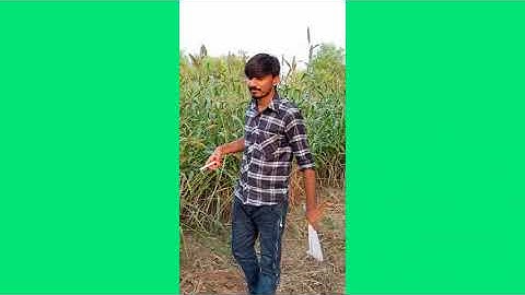 Measurement of yield and growth parameters of sorghum crop