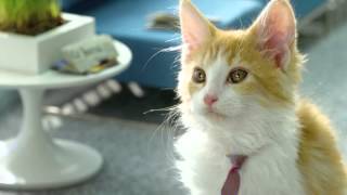 Bouygues Telecom Présente Les Chatons Telecom