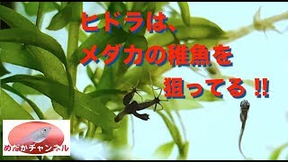 メダカ水槽にヒドラが メダカの稚魚たちが危ない Youtube メダカ水槽にヒドラが メダカの稚魚たちが危ない Youtube