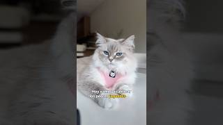 Calificando los peores juguetes que me han comprado 😾 para la próxima denme una tapita de plástico