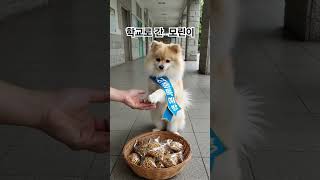 식의약영리더 / 5/15일은 스승의날, 5/14일은? 식품안전의날!! 모두 식중독 예방해요#식의약 #영리더#식품안전의날#강아지#중학교#학생#영양사#선생님#유익한정보#퀴즈