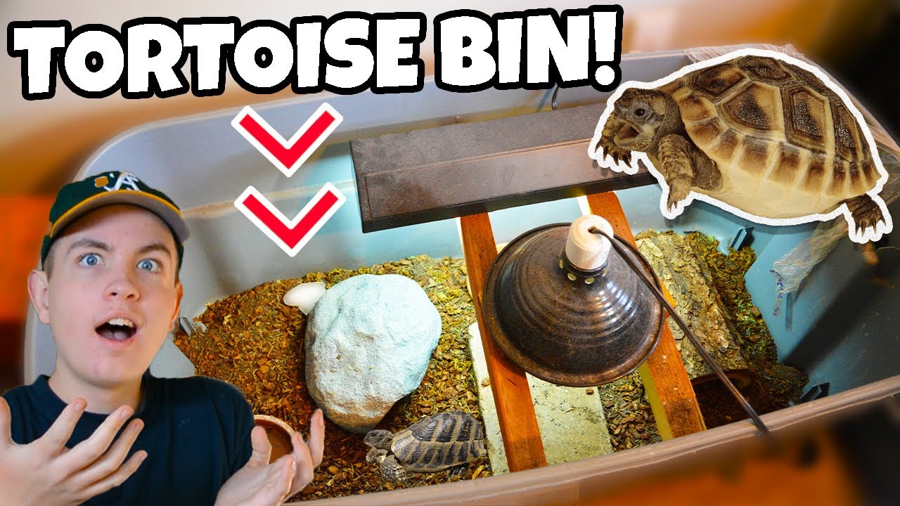 russian tortoise kit