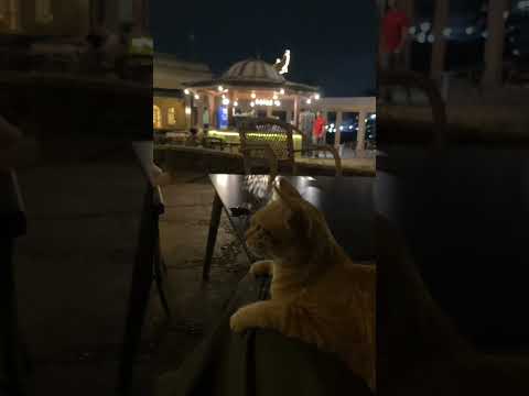 في ب يوت أ ذ ن الل ه أ ن ت رف ع و ي ذك ر فيه ا اسم ه Religion عمر بن ضياء الدين 