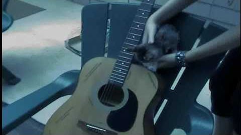 Population Genetics Music Video