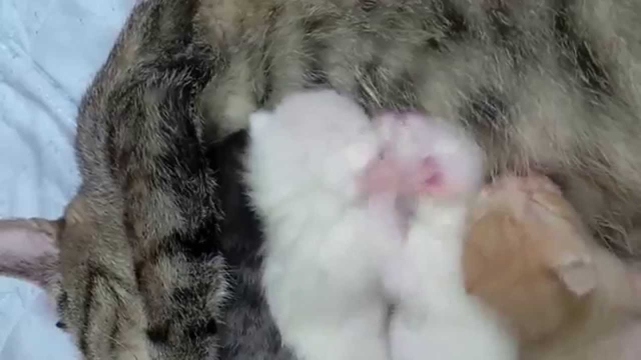 子猫のおっぱい争奪戦