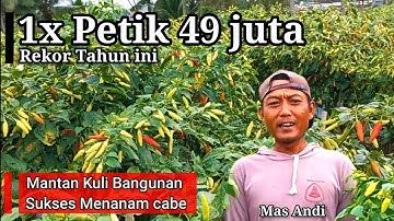 Pengusaha Muda, Sukses Hasilkan RATUSAN JUTA Dari Bertani !