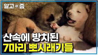 서울의 한 야산에 태어난 지 얼마 안 된 강아지들이 방치되어 있다는 제보가 들어왔는데.. │들개 가족을 구하라│세상에 나쁜 개는 없다│알고e즘