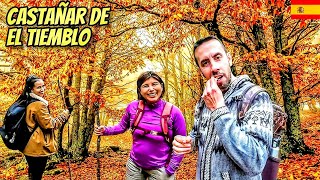 🇪🇦 Ruta por un BOSQUE MAGICO, el CASTAÑAR DEL TIEMBLO en otoño. Ávila, España