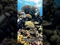 🇮🇳🪸 ' Potato patch' Scientists Discover Massive Coral Colony in India .
