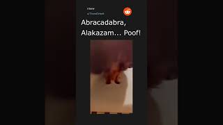 Daily Top Reddit Posts #65. 03/24/22. Top post in r/aww.
