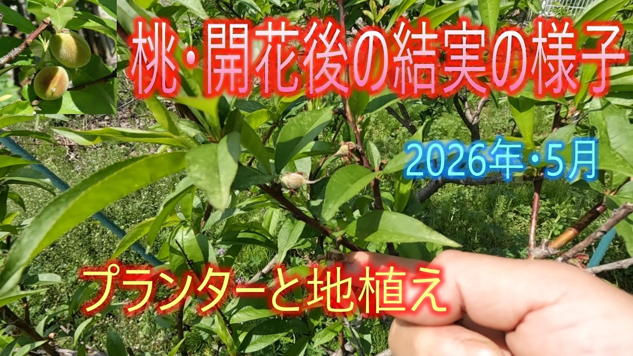 Peach: Fruit Set After Flowering] May 2026 - Planter vs. Ground