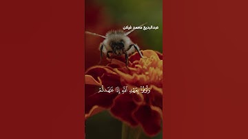 مقطع قصير من سورة النحل بصوت القارئ عبدالبديع محمد غيلان | تلاوة تهز القلوب